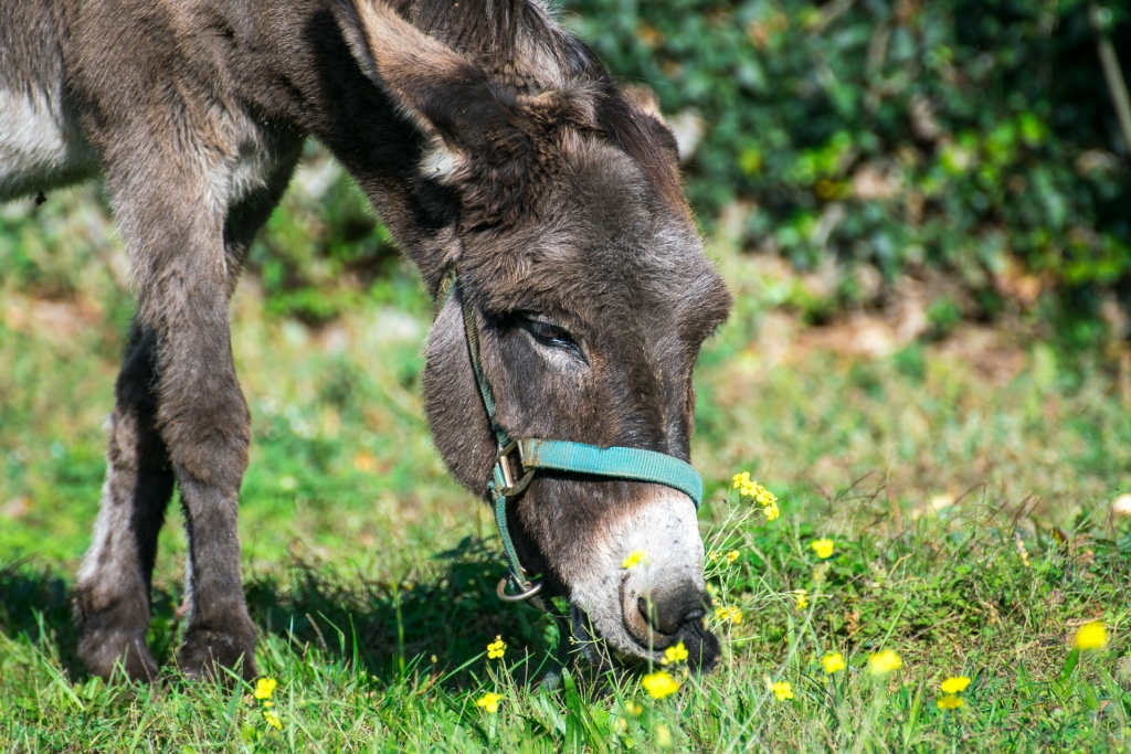 Fattoria didattica asino berto ceroglie bambini