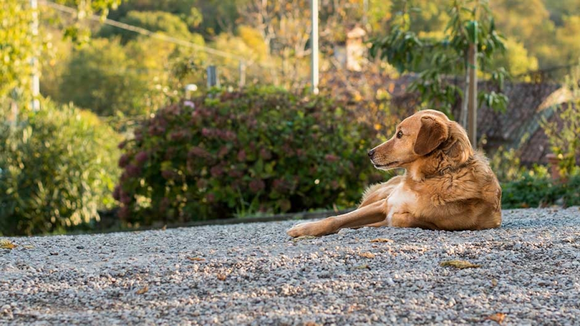 fattoria antonic ceroglie duino aurisina trieste fattoria didattica cane