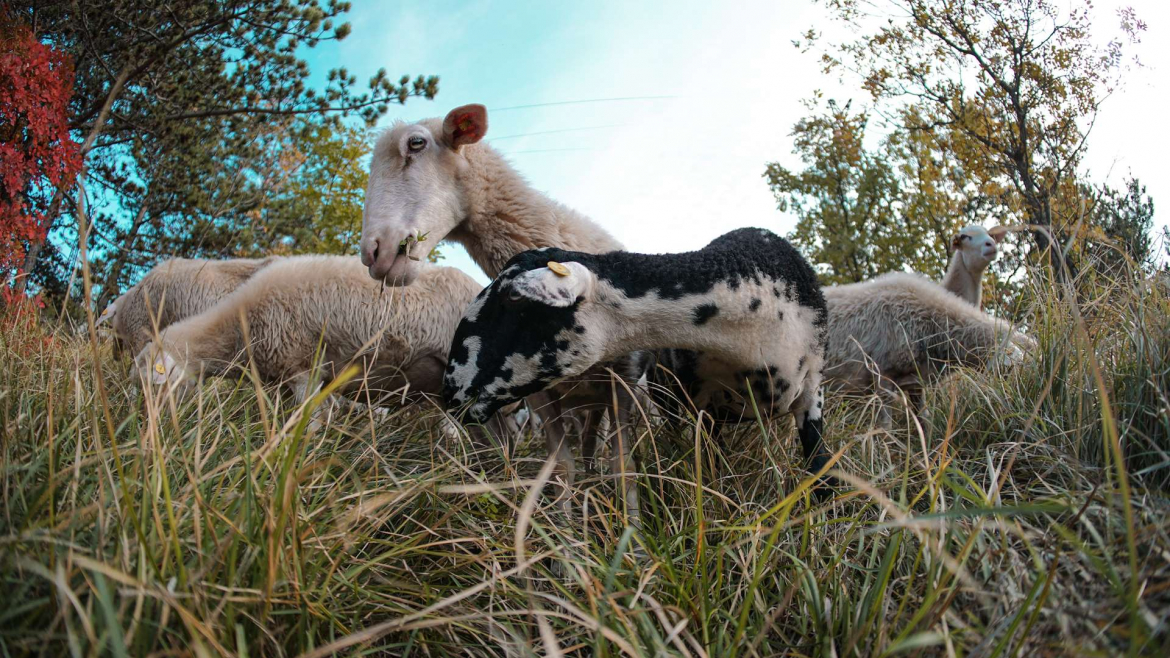 pecore istro carsoline