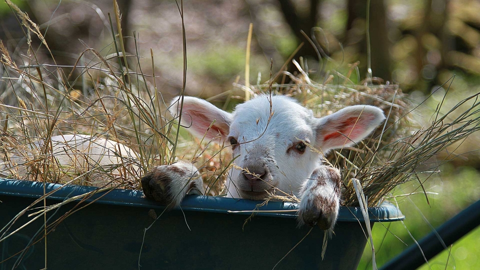 adottiamo agnellino pecora ceroglie ripopolamento trieste antonic