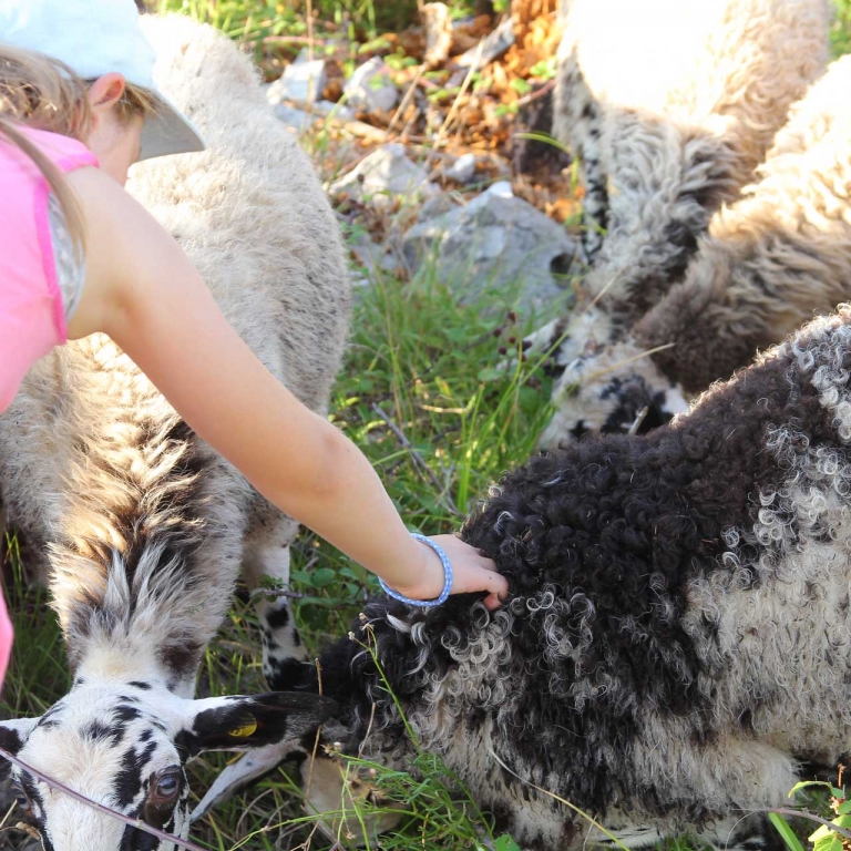 accarezzare pecore credit Christian De Leo