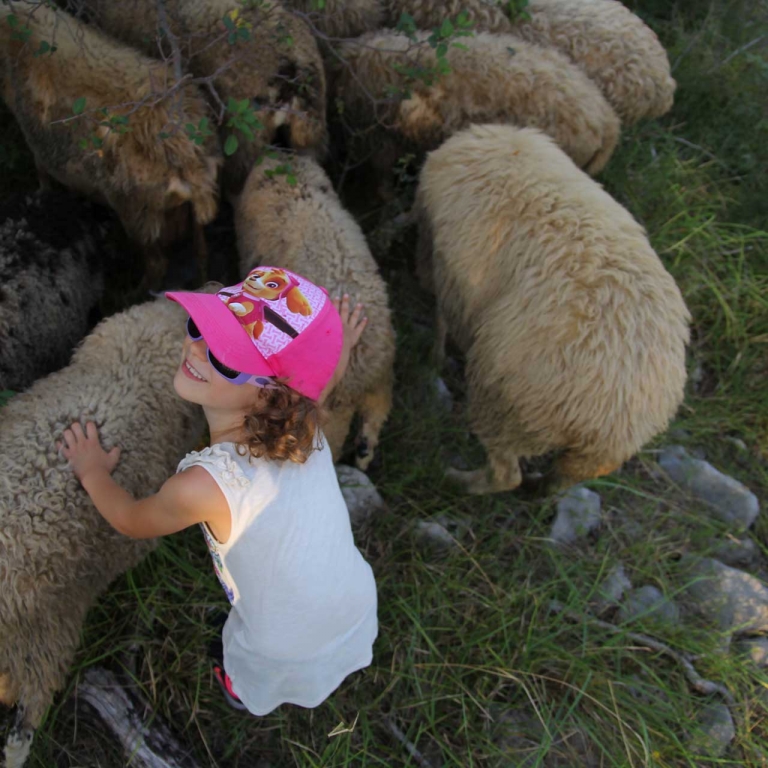 pecore pascolo credit Christian De Leo