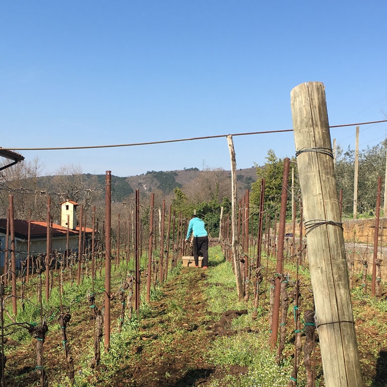Fattoria Antonič lavoro nei campi vigna Ceroglie