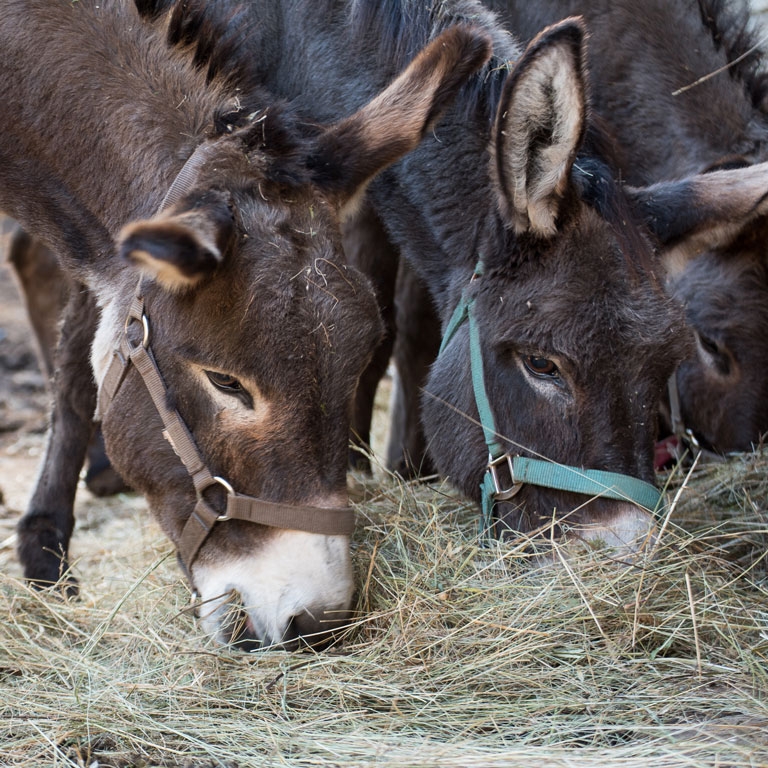 Asino Berto fattoria didattica asini open day 1 marzo 2020