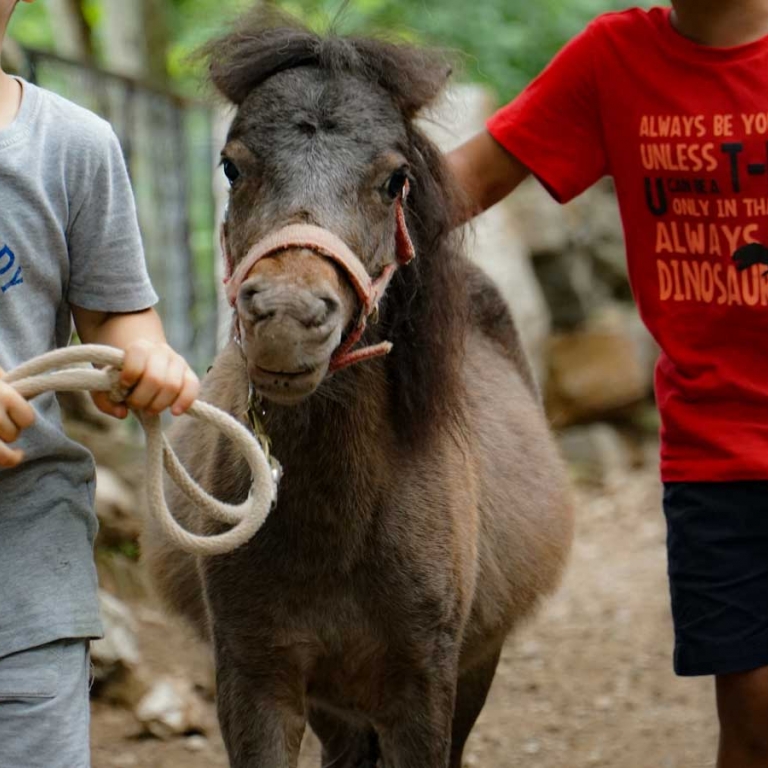 Pony Fattoria Didattica