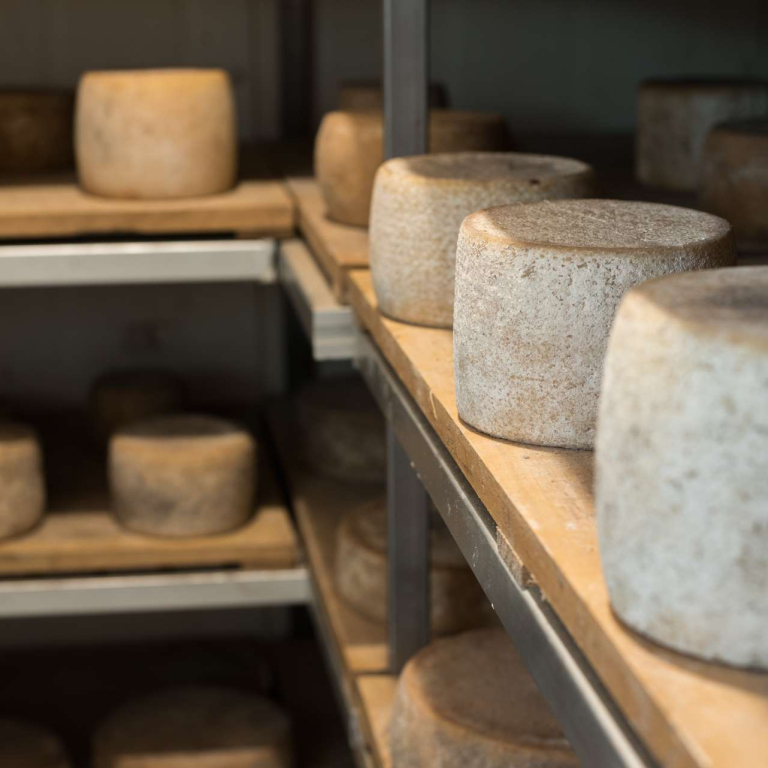 pecorino carsolino