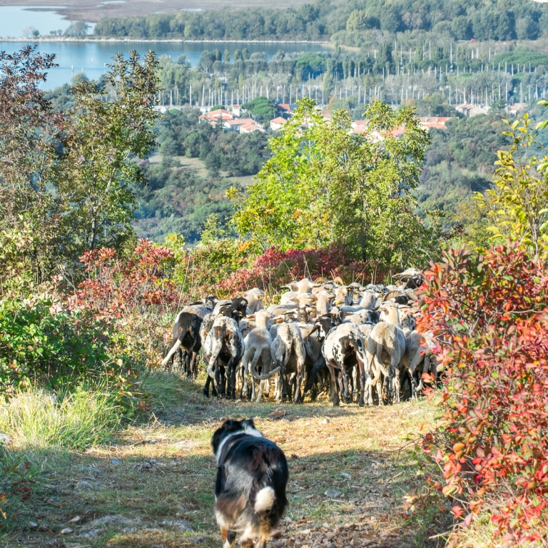 Pastori fattoria Antonič pecore ovini landa carsica san giovanni timavo