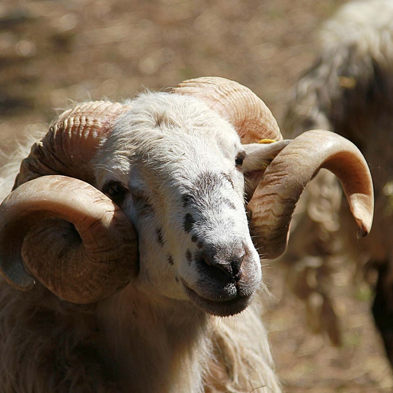 Fattoria antonic didattica animali montone ovini pecore Ceroglie