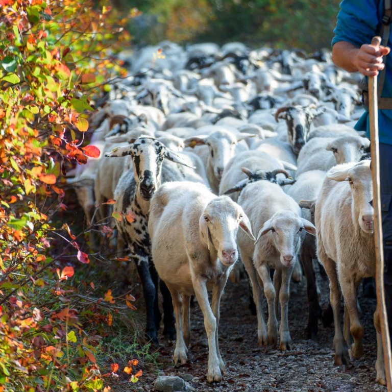 Fattoria Antonič pascolo pastore pecore ovini carso trieste