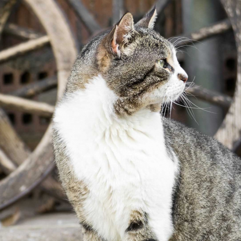 Fattoria antonic didattica animali gatto Ceroglie