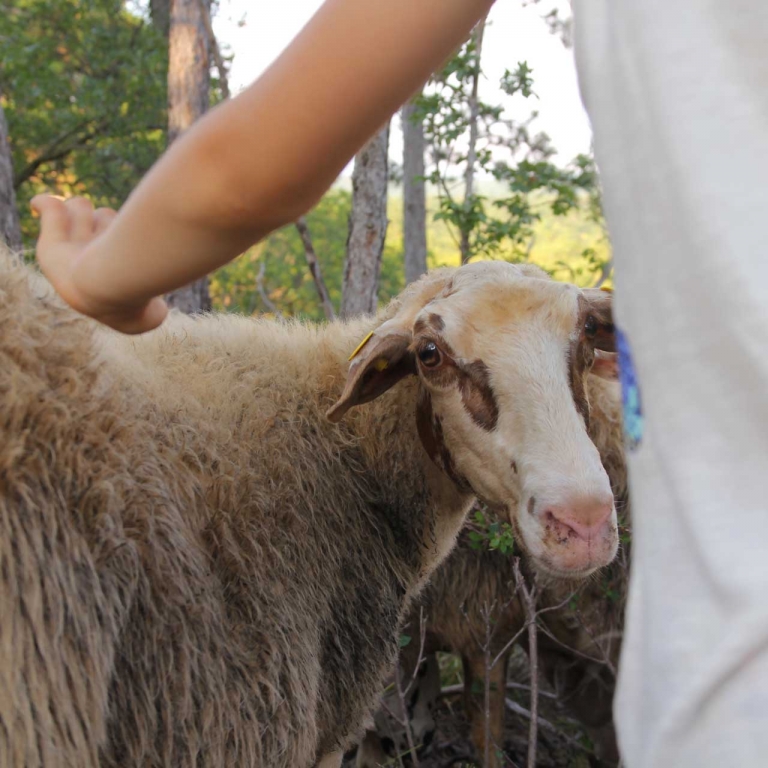 pecora ti guarda credit Christian De Leo