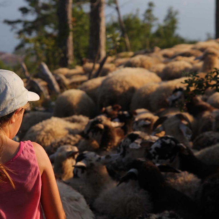 pecora pascolo trieste credit Christian De Leo