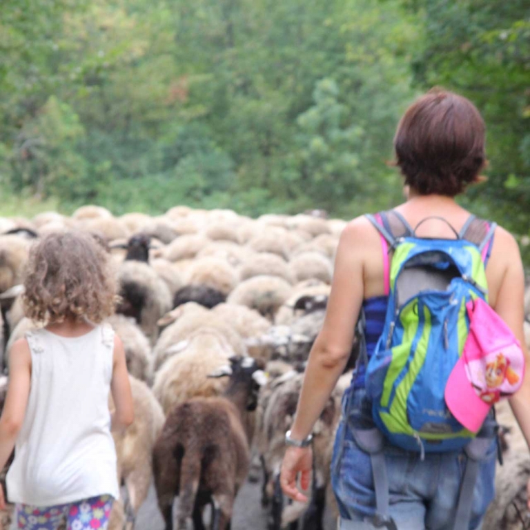 seguire gregge credit Christian De Leo